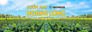 Vườn mai Hoàng Long chuyên cung cấp các giống mai mới độc lạ Vườn mai Hoàng Long chuyên cung cấp các giống mai mới độc lạ